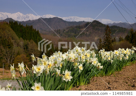 Nagano Prefecture, Kamiminochi District, Ogawa Village, Oneyama - Daffodils blooming on a road overlooking the remaining snow on the Northern Alps 114985981