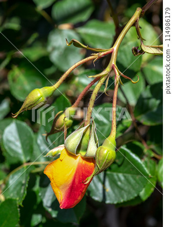 Blooming yellow rose on a green leaves background 114986179