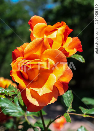 Blooming orange rose on a green leaves background 114986180