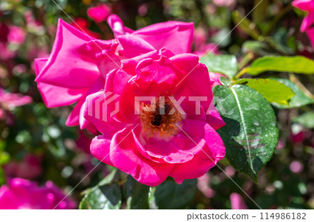 Blooming pink rose on a green leaves background 114986182