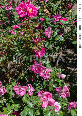 Blooming pink rose on a green leaves background 114986184