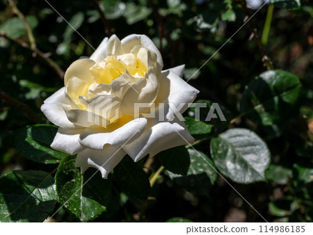 Blooming white rose on a green leaves background 114986185