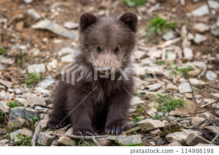 Young brown bear cub in the forest. Animal in the nature habitat 114986198