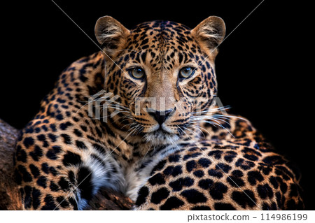 Adult leopard portrait. Animal on dark background Adult leopard portrait. Animal on dark background 114986199
