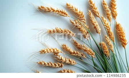 Golden wheat 114986235