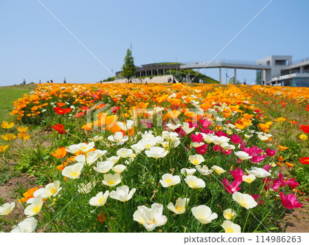 California Poppy Flower Field (8) [Awaji Flower Garden, Hyogo Prefectural Park] 114986263
