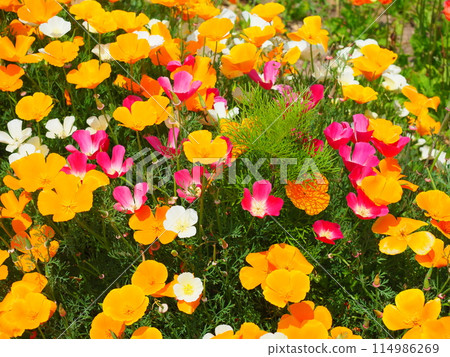 California Poppy Flower Field (12) [Awaji Flower Garden, Hyogo Prefectural Park] 114986269