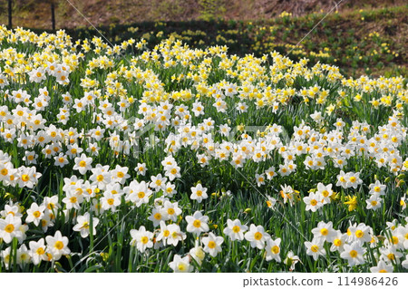 View of daffodils blooming along the Ogawa Alps Line overlooking the Northern Alps, Ogawa Village, Kamiminochi District, Nagano Prefecture 114986426