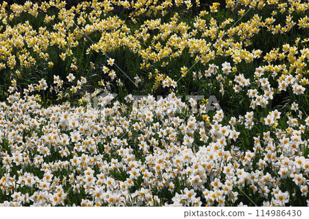 View of daffodils blooming along the Ogawa Alps Line overlooking the Northern Alps, Ogawa Village, Kamiminochi District, Nagano Prefecture 114986430