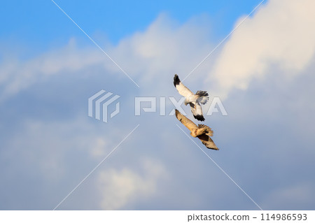 一隻美麗的灰鶯（鷹科）在飛行中與禿鷹搏鬥。  位於日本栃木縣栃木市渡良瀨水庫。 114986593