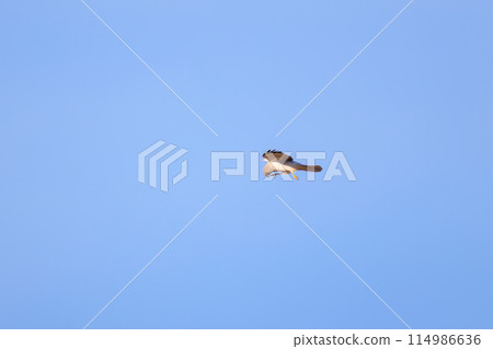 A beautiful northern harrier (Accipitridae) soaring over the reeds to hunt in the Watarase Reservoir, Tochigi City, Tochigi Prefecture, Japan. 114986636