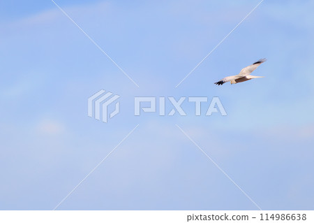 A beautiful northern harrier (Accipitridae) soaring over the reeds to hunt in the Watarase Reservoir, Tochigi City, Tochigi Prefecture, Japan. A beautiful northern harrier (Accipitridae) soaring over the reeds to hunt in the Watarase Reservoir, Tochigi City, Tochigi Prefecture, Japan. 114986638