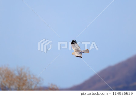 A beautiful northern harrier (Accipitridae) soaring over the reeds to hunt in the Watarase Reservoir, Tochigi City, Tochigi Prefecture, Japan. 114986639