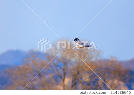A beautiful northern harrier (Accipitridae) soaring over the reeds to hunt in the Watarase Reservoir, Tochigi City, Tochigi Prefecture, Japan. 114986640