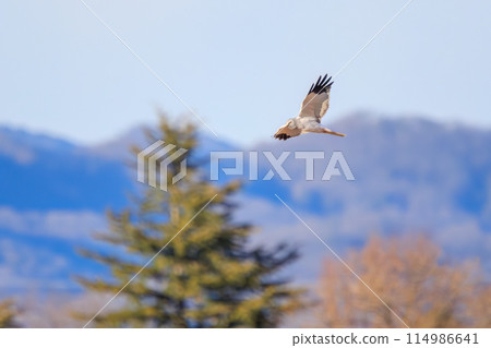 A beautiful northern harrier (Accipitridae) soaring over the reeds to hunt in the Watarase Reservoir, Tochigi City, Tochigi Prefecture, Japan. 114986641