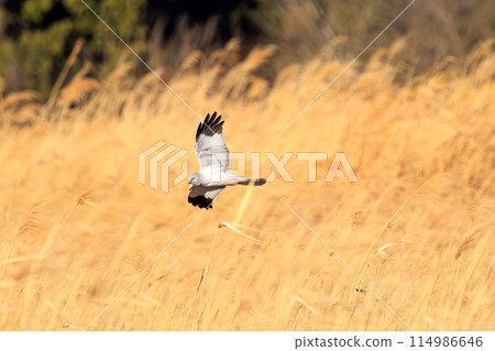 A beautiful northern harrier (Accipitridae) soaring over the reeds to hunt in the Watarase Reservoir, Tochigi City, Tochigi Prefecture, Japan. A beautiful northern harrier (Accipitridae) soaring over the reeds to hunt in the Watarase Reservoir, Tochigi City, Tochigi Prefecture, Japan. 114986646