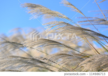 鈴木：風景 114986713