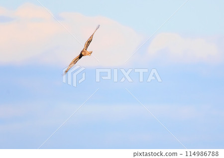 A beautiful northern harrier (Accipitridae) soaring over the reeds to hunt in the Watarase Reservoir, Tochigi City, Tochigi Prefecture, Japan. 114986788