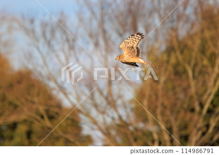 A beautiful northern harrier (Accipitridae) soaring over the reeds to hunt in the Watarase Reservoir, Tochigi City, Tochigi Prefecture, Japan. 114986791