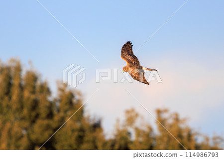 A beautiful northern harrier (Accipitridae) soaring over the reeds to hunt in the Watarase Reservoir, Tochigi City, Tochigi Prefecture, Japan. 114986793