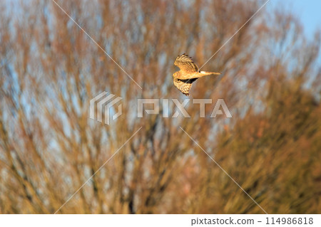 一隻美麗的灰鷹（鷹科）飛過蘆葦床去捕獵。  日本栃木縣栃木市渡良瀨水庫 114986818