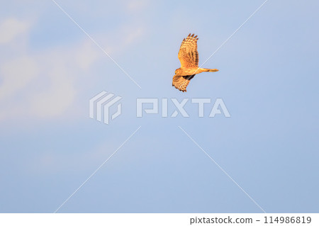 A beautiful northern harrier (Accipitridae) soaring over the reeds to hunt in the Watarase Reservoir, Tochigi City, Tochigi Prefecture, Japan. 114986819