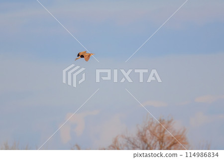 一種稀有而美麗的鯉魚(蒼鷺科),在晚上飛來棲息。 日本栃木縣栃木市渡良瀨湯 一種稀有而美麗的鯉魚(蒼鷺科),在晚上飛來棲息。 日本栃木縣栃木市渡良瀨湯 114986834