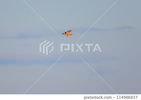 一種稀有而美麗的鯉魚(蒼鷺科),在晚上飛來棲息。 日本栃木縣栃木市渡良瀨湯 一種稀有而美麗的鯉魚(蒼鷺科),在晚上飛來棲息。 日本栃木縣栃木市渡良瀨湯 114986837