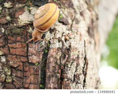A snail resting upside down on a tree trunk A snail resting upside down on a tree trunk 114986841