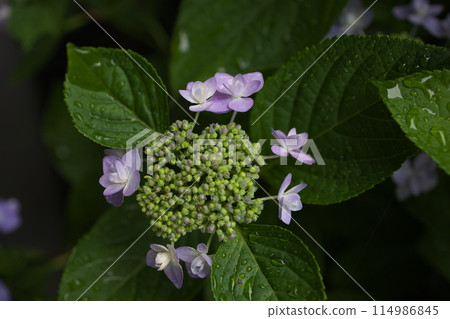 Hydrangea flowering in the park Hydrangea flowering in the park 114986845