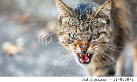 closeup angry aggressive cat on the city street dangerous and may be infected. Rabies concept 114986971