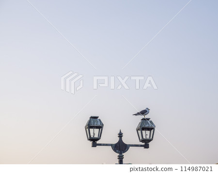 Dusk sky, gas lamps and black-tailed gulls Dusk sky, gas lamps and black-tailed gulls 114987021
