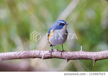藍色的幸福之鳥，可愛的藍翅鶲（鶲科）。位於日本千葉縣市川市大町公園自然觀察園。第202章 114987025