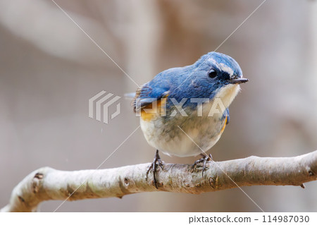 The blue bird of happiness, the cute Blue-winged Flycatcher (Flycatidae). At Omachi Park Nature Observation Garden, Ichikawa City, Chiba Prefecture, Japan. 202 The blue bird of happiness, the cute Blue-winged Flycatcher (Flycatidae). At Omachi Park Nature Observation Garden, Ichikawa City, Chiba Prefecture, Japan. 202 114987030