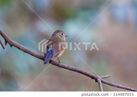 The blue bird of happiness, the cute Blue-winged Flycatcher (Flycatidae). At Omachi Park Nature Observation Garden, Ichikawa City, Chiba Prefecture, Japan. 202 The blue bird of happiness, the cute Blue-winged Flycatcher (Flycatidae). At Omachi Park Nature Observation Garden, Ichikawa City, Chiba Prefecture, Japan. 202 114987033