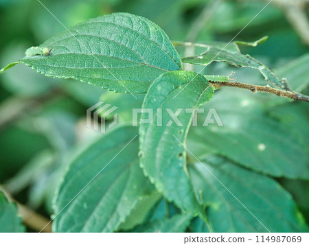 一隻巨型紫色甲蟲的幼蟲在葉子上爬行 114987069