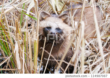 A cute and fluffy Japanese raccoon dog (Canidae). At Omachi Park Nature Observation Garden, Ichikawa City, Chiba Prefecture, Japan. 2024 A cute and fluffy Japanese raccoon dog (Canidae). At Omachi Park Nature Observation Garden, Ichikawa City, Chiba Prefecture, Japan. 2024 114987087