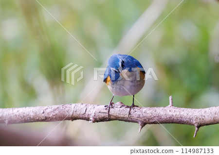 The blue bird of happiness, the cute Blue-winged Flycatcher (Flycatidae). At Omachi Park Nature Observation Garden, Ichikawa City, Chiba Prefecture, Japan. 202 114987133