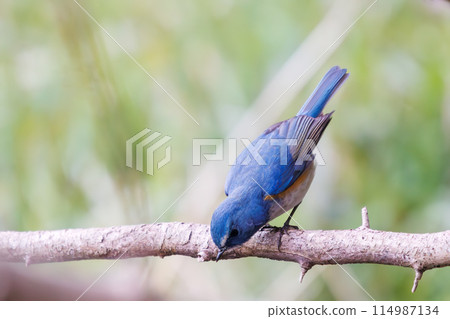The blue bird of happiness, the cute Blue-winged Flycatcher (Flycatidae). At Omachi Park Nature Observation Garden, Ichikawa City, Chiba Prefecture, Japan. 202 114987134
