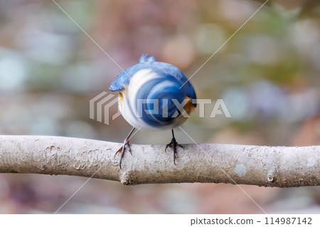 藍色的幸福之鳥,可愛的藍翅鶲(鶲科)。位於日本千葉縣市川市大町公園自然觀察園。第202章 藍色的幸福之鳥,可愛的藍翅鶲(鶲科)。位於日本千葉縣市川市大町公園自然觀察園。第202章 114987142
