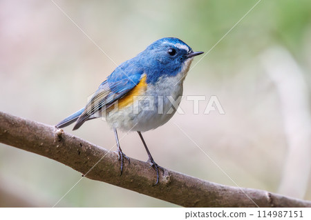 The blue bird of happiness, the cute Blue-winged Flycatcher (Flycatidae). At Omachi Park Nature Observation Garden, Ichikawa City, Chiba Prefecture, Japan. 202 The blue bird of happiness, the cute Blue-winged Flycatcher (Flycatidae). At Omachi Park Nature Observation Garden, Ichikawa City, Chiba Prefecture, Japan. 202 114987151