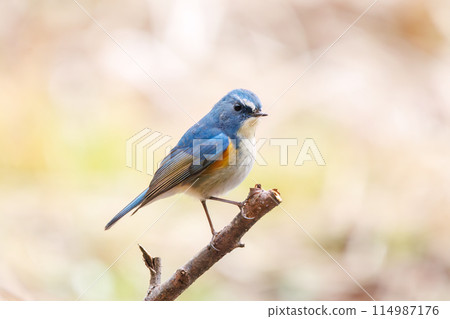 The blue bird of happiness, the cute Blue-winged Flycatcher (Flycatidae). At Omachi Park Nature Observation Garden, Ichikawa City, Chiba Prefecture, Japan. 202 The blue bird of happiness, the cute Blue-winged Flycatcher (Flycatidae). At Omachi Park Nature Observation Garden, Ichikawa City, Chiba Prefecture, Japan. 202 114987176