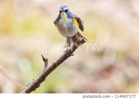The blue bird of happiness, the cute Blue-winged Flycatcher (Flycatidae). At Omachi Park Nature Observation Garden, Ichikawa City, Chiba Prefecture, Japan. 202 The blue bird of happiness, the cute Blue-winged Flycatcher (Flycatidae). At Omachi Park Nature Observation Garden, Ichikawa City, Chiba Prefecture, Japan. 202 114987177