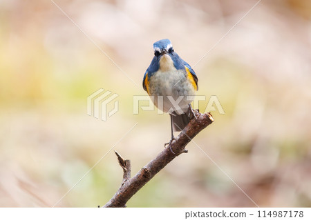 The blue bird of happiness, the cute Blue-winged Flycatcher (Flycatidae). At Omachi Park Nature Observation Garden, Ichikawa City, Chiba Prefecture, Japan. 202 The blue bird of happiness, the cute Blue-winged Flycatcher (Flycatidae). At Omachi Park Nature Observation Garden, Ichikawa City, Chiba Prefecture, Japan. 202 114987178