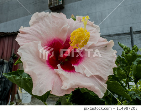 Hibiscus 114987205