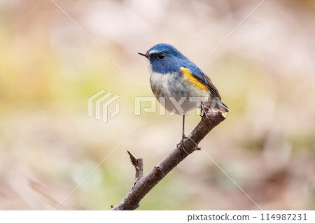 藍色的幸福之鳥，可愛的藍翅鶲（鶲科）。位於日本千葉縣市川市大町公園自然觀察園。第202章 114987231