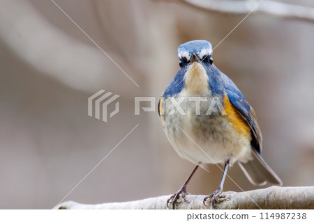 藍色的幸福之鳥，可愛的藍翅鶲（鶲科）。位於日本千葉縣市川市大町公園自然觀察園。第202章 114987238
