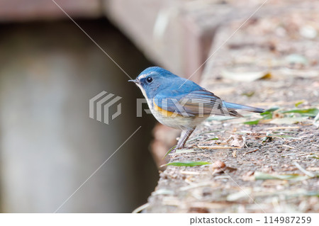 藍色的幸福之鳥，可愛的藍翅鶲（鶲科）。位於日本千葉縣市川市大町公園自然觀察園。第202章 114987259