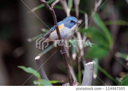 The blue bird of happiness, the cute Blue-winged Flycatcher (Flycatidae). At Omachi Park Nature Observation Garden, Ichikawa City, Chiba Prefecture, Japan. 202 114987305