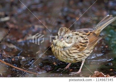 A cute Japanese bush warbler (Bemuriidae) searching for food. At Omachi Park Nature Observation Garden, Ichikawa City, Chiba Prefecture, Japan. New Year 2024 114987345